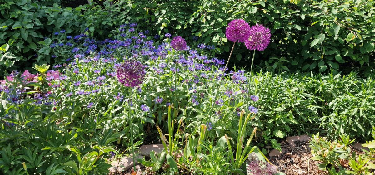 Allium und Flockenblumen