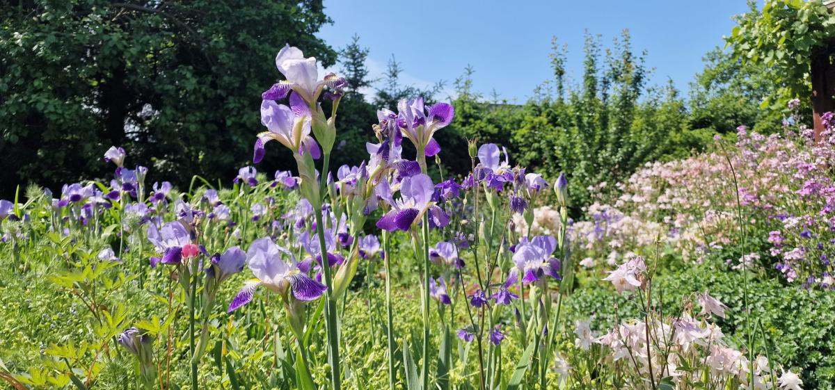 Lila Lilien