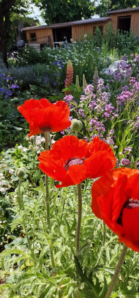 Zauberhafter Mohn