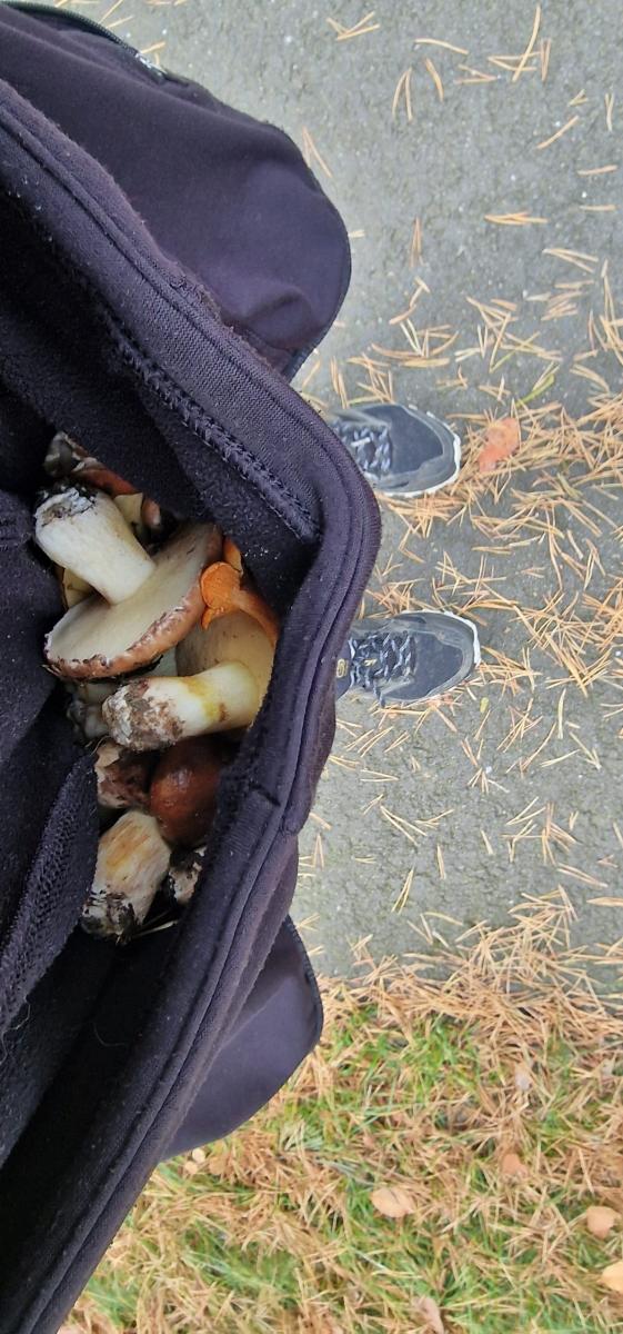 Keine Tüte mit. Da muss die Kapuze der Trainingsjacke herhalten.