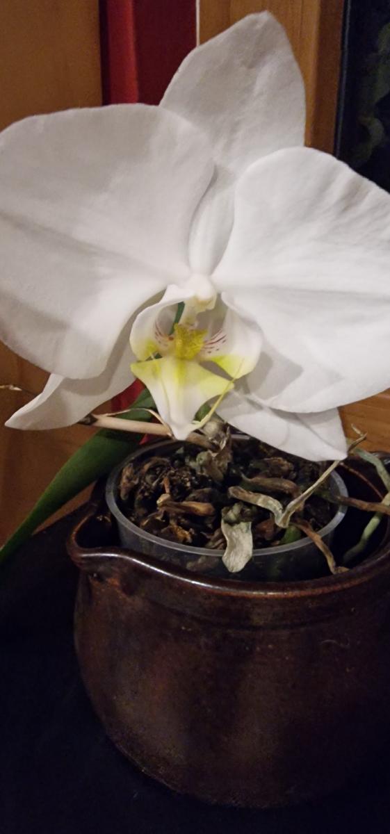 Dankbare Orchidee